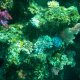 49- Coraux aux couleurs variees 